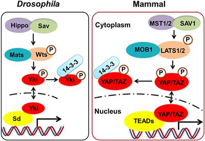 The Role and Regulatory Mechanism of Hippo Signaling Components in the Neuronal System